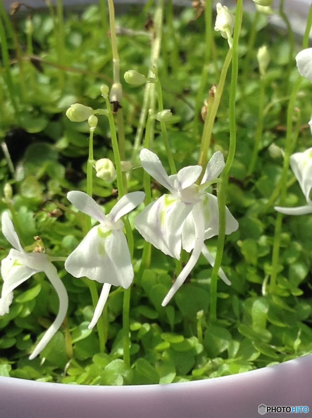 食虫植物  ウサギゴケ