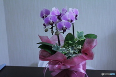 胡蝶蘭　１