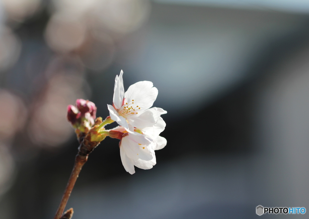 桜東風