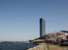 満開の桜と琵琶湖