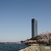 満開の桜と琵琶湖