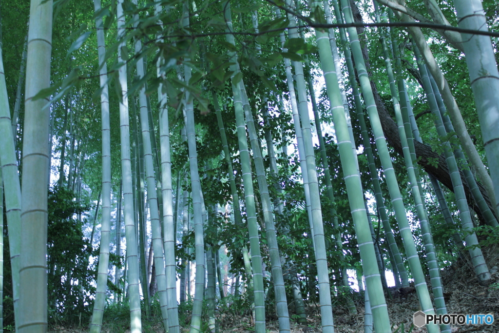 奈良の竹林
