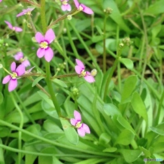 トリガープランツ「ムシタタキ」   とある大温室にて