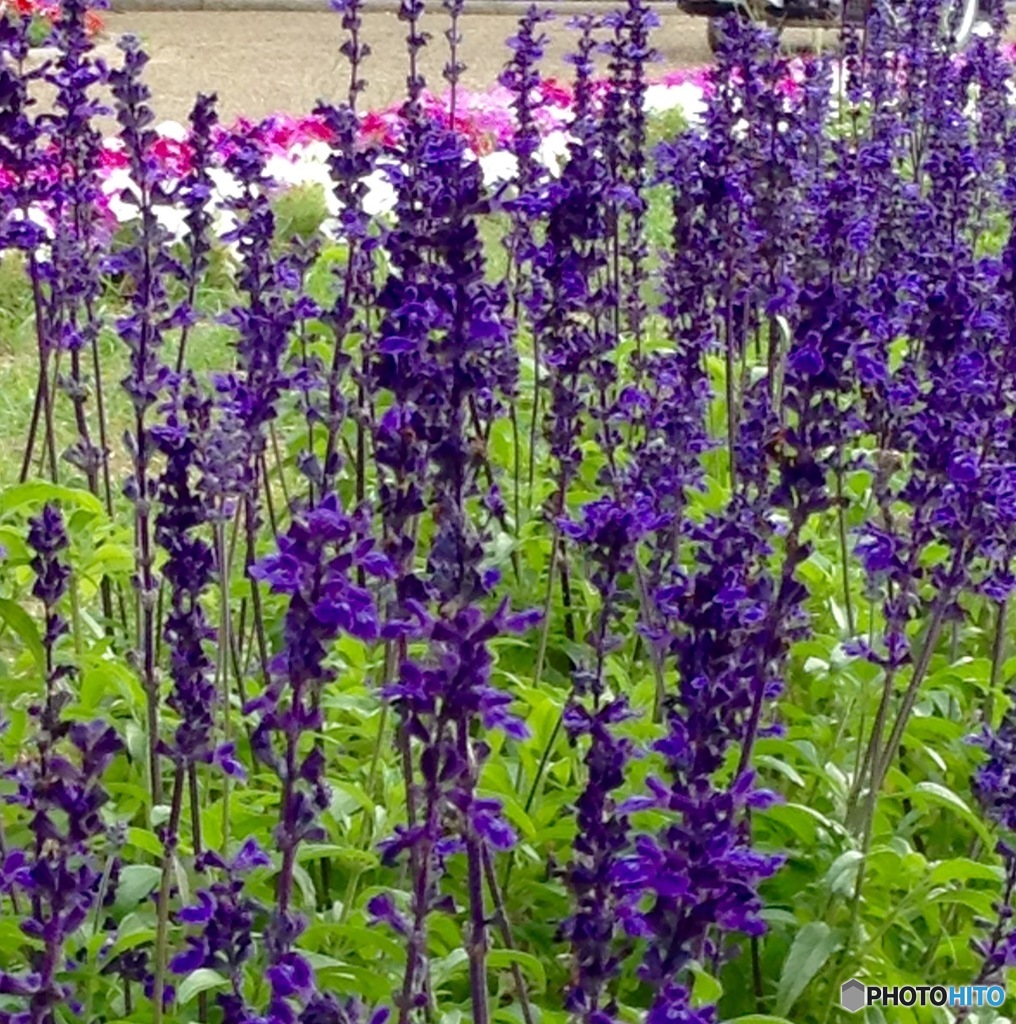 植物園でのサルビアセージ
