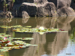 清純な心　（睡蓮の花言葉）