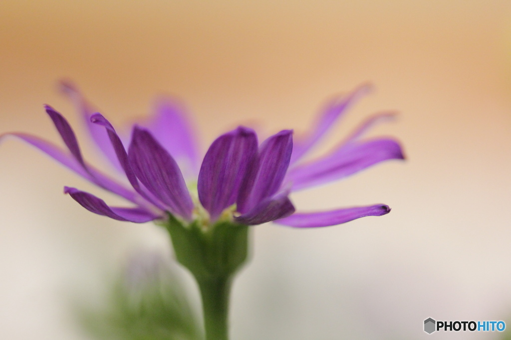 ず～と前から好きな花