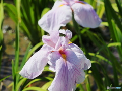 菖蒲　（里桜）