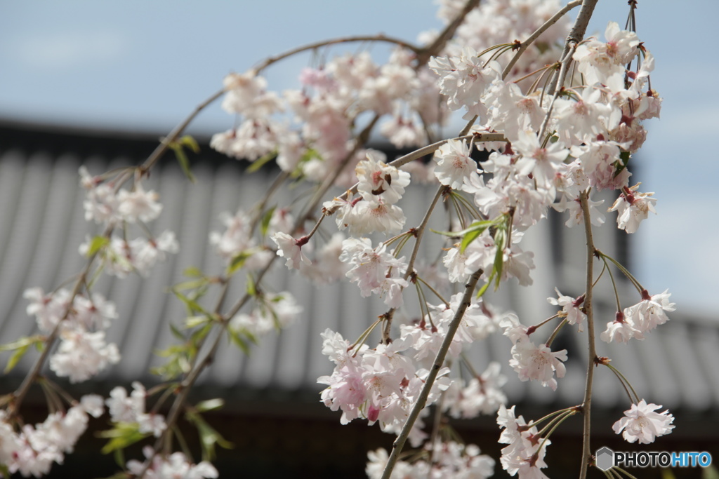 鳳凰堂をバックにしだれ桜