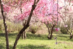 花桃 その２