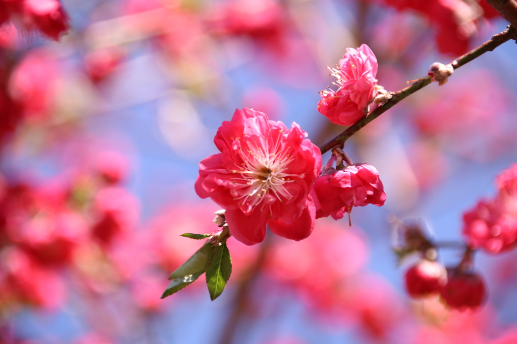 花桃