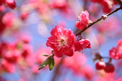 花桃