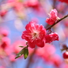 花桃