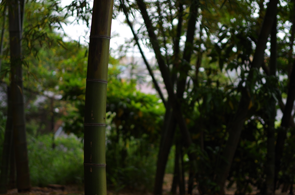 初夏の竹林