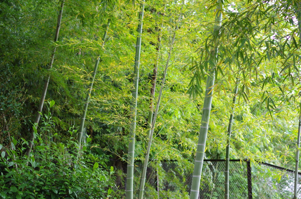 初夏の竹林