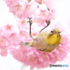 椿寒桜とメジロ②