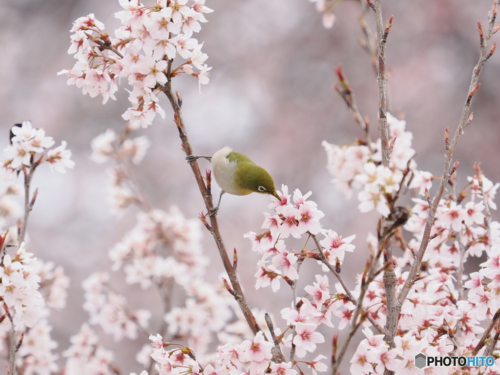 東海桜とメジロ③