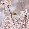 東海桜とメジロ③