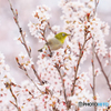 東海桜とメジロ②