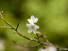 冬至の桜