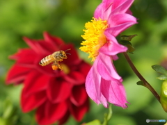 花と蜂
