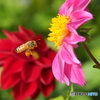 花と蜂