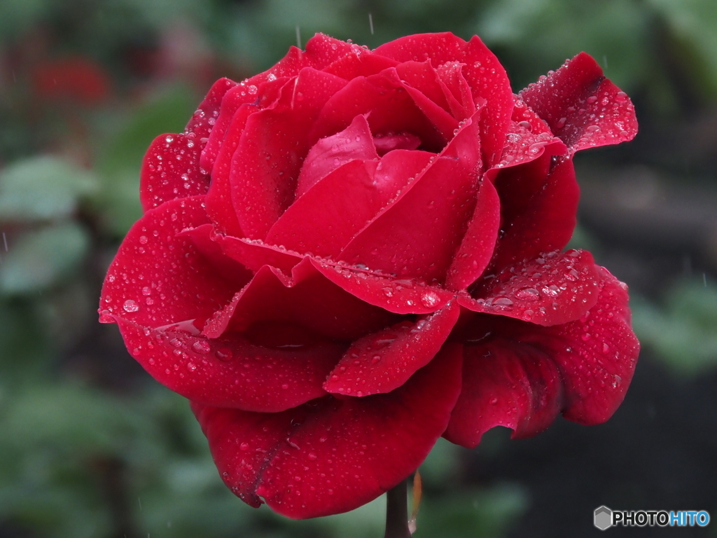 薔薇の花④