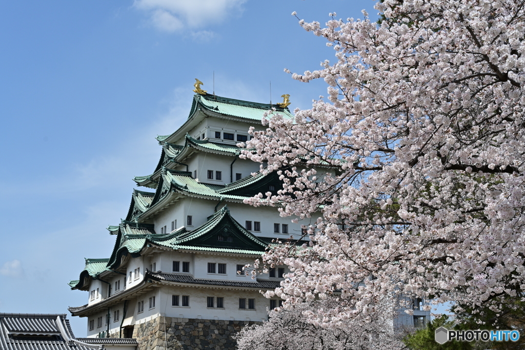 名古屋城散策④