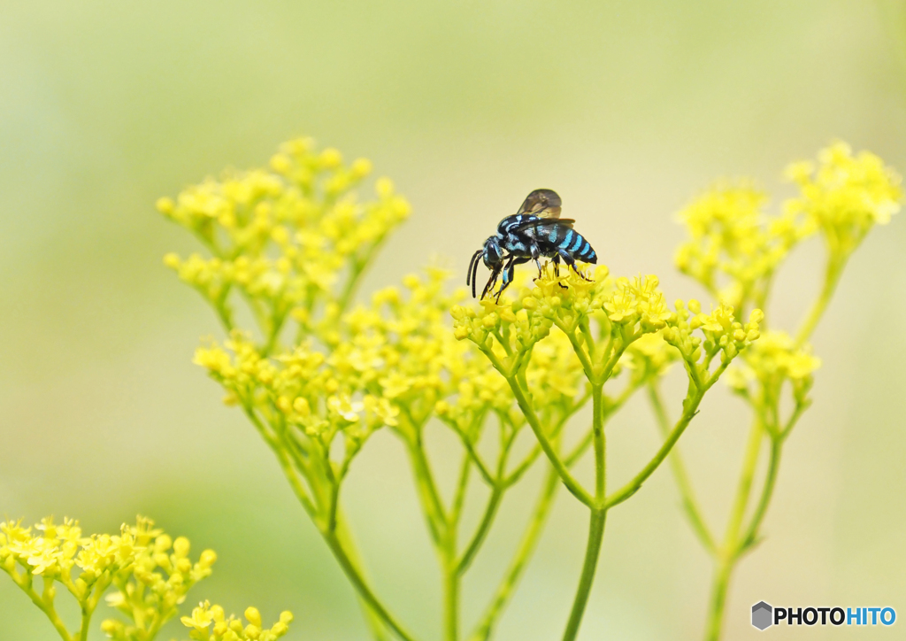 幸せを呼ぶ青いハチ