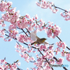 春の訪れ⑩