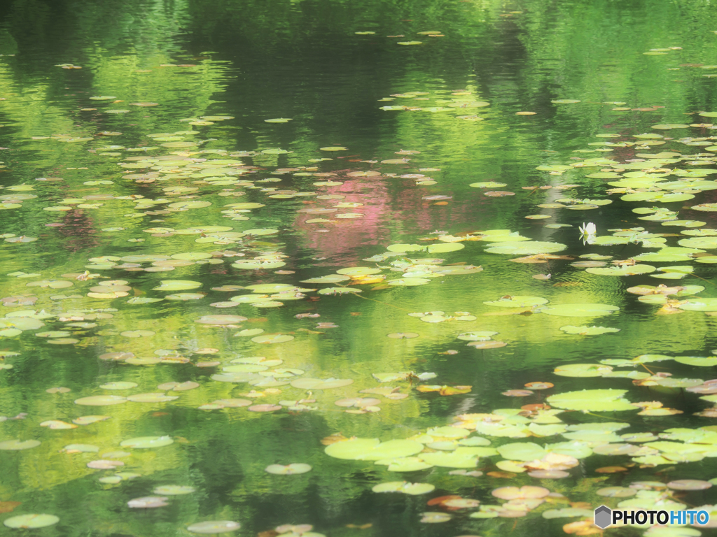 モネの池