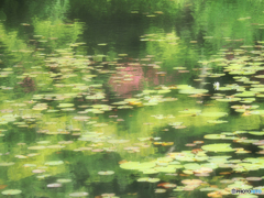 モネの池