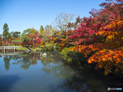 紅葉を求めて・京都永観堂③