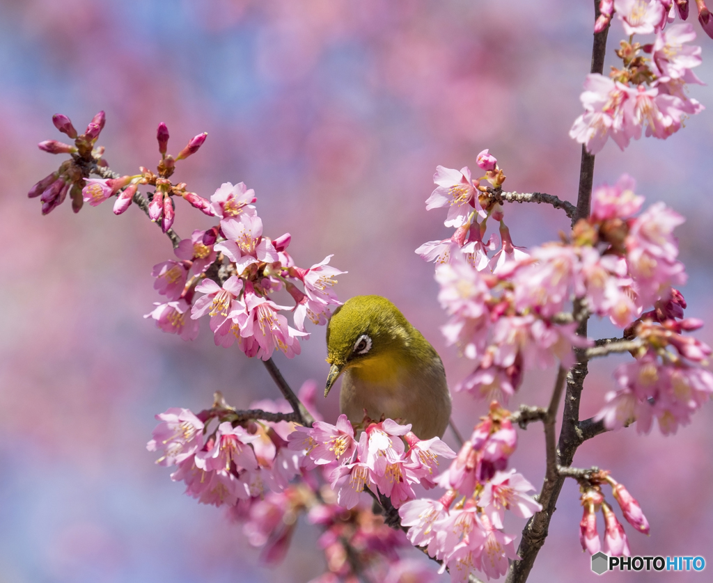 桜とメジロ①