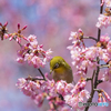 桜とメジロ①