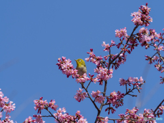 桜とメジロ②