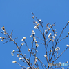 秋の桜