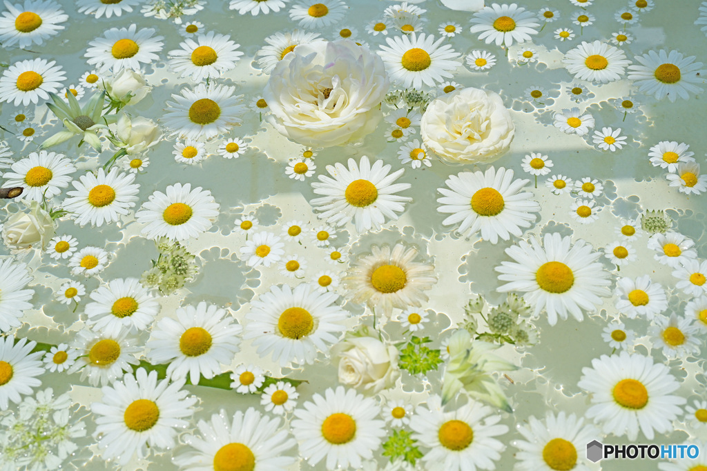 花①