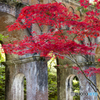 紅葉を求めて・京都南禅寺②