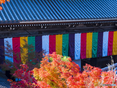 紅葉を求めて・京都永観堂②