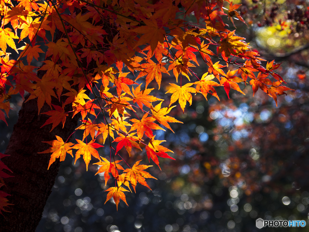 今年撮り納めの紅葉②