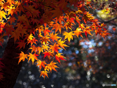 今年撮り納めの紅葉②