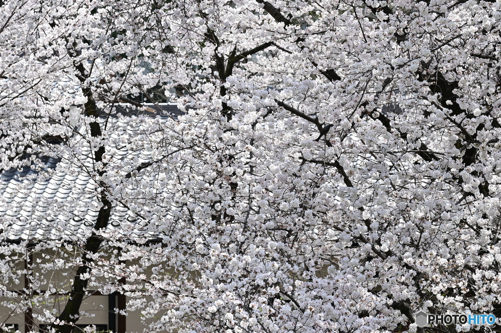 名古屋城散策⑦