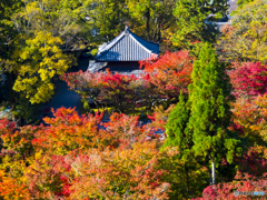 紅葉を求めて・京都永観堂①