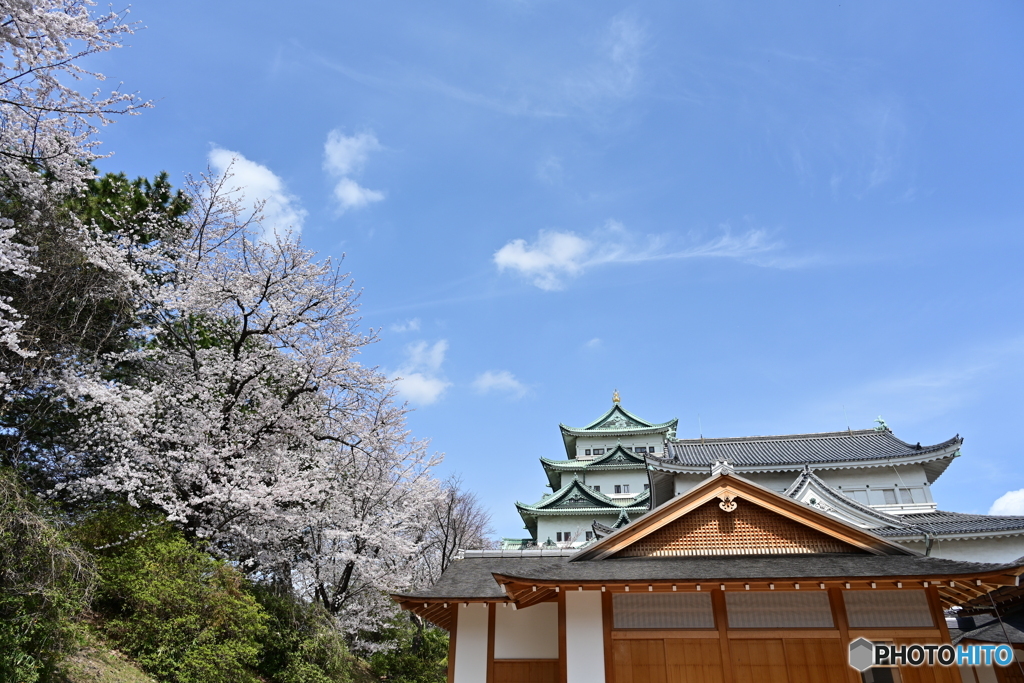 名古屋城散策③