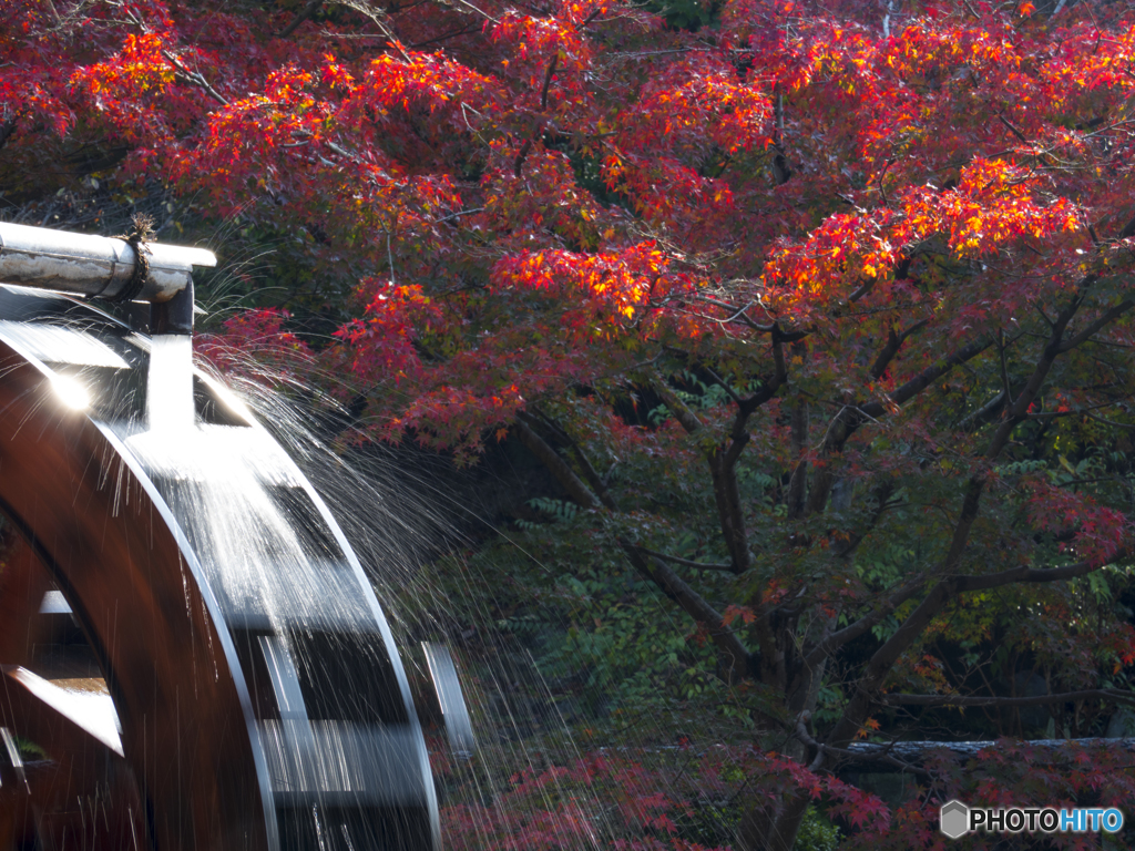 紅葉
