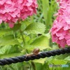 紫陽花とカタツムリ