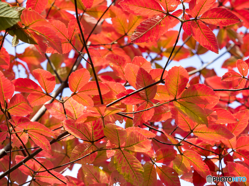 紅葉