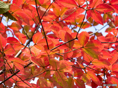 紅葉