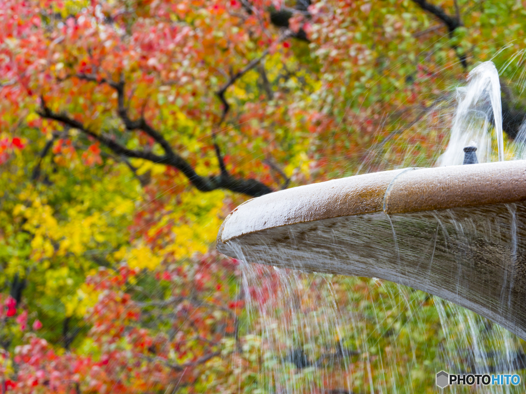 近場の紅葉③