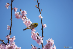 桜にメジロ